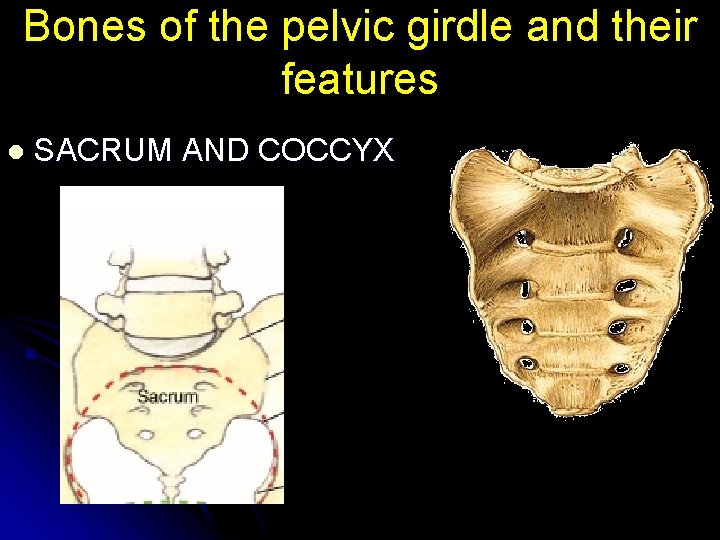 Bones of the pelvic girdle and their features l SACRUM AND COCCYX 