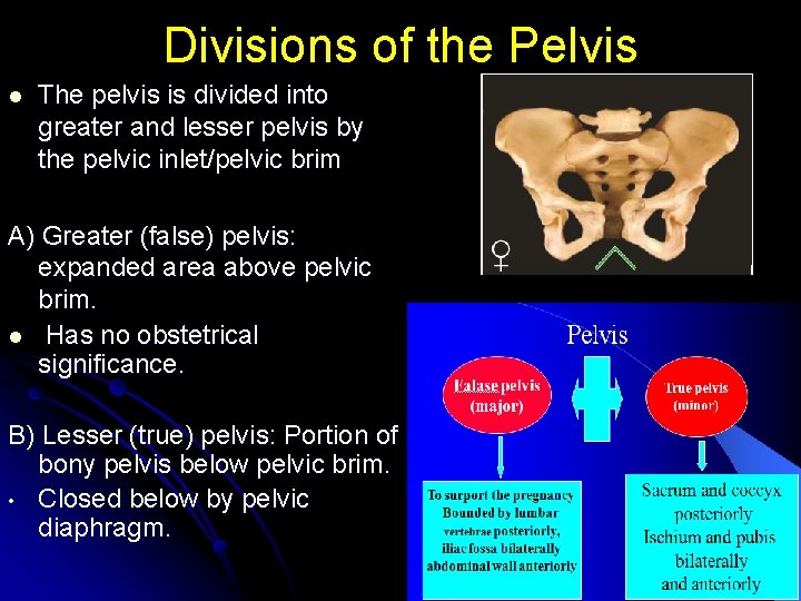 Divisions of the Pelvis l The pelvis is divided into greater and lesser pelvis