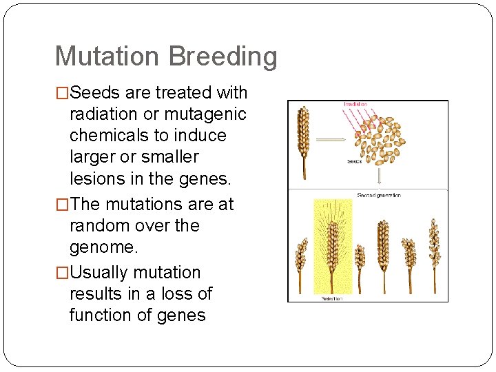 Mutation Breeding �Seeds are treated with radiation or mutagenic chemicals to induce larger or