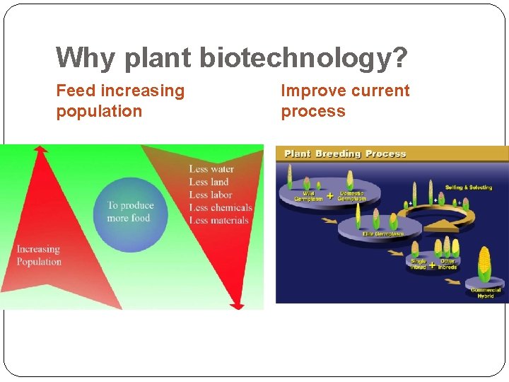 Why plant biotechnology? Feed increasing population Improve current process 