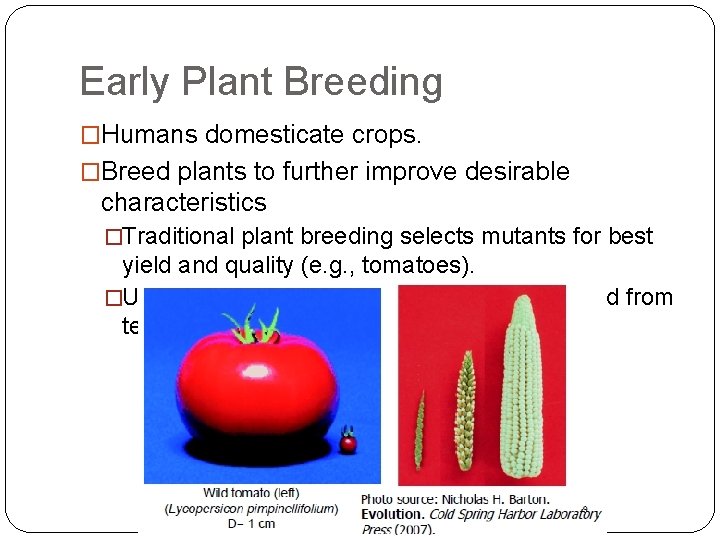 Early Plant Breeding �Humans domesticate crops. �Breed plants to further improve desirable characteristics �Traditional