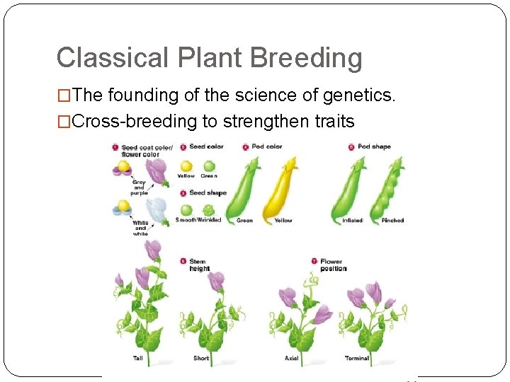 Classical Plant Breeding �The founding of the science of genetics. �Cross-breeding to strengthen traits