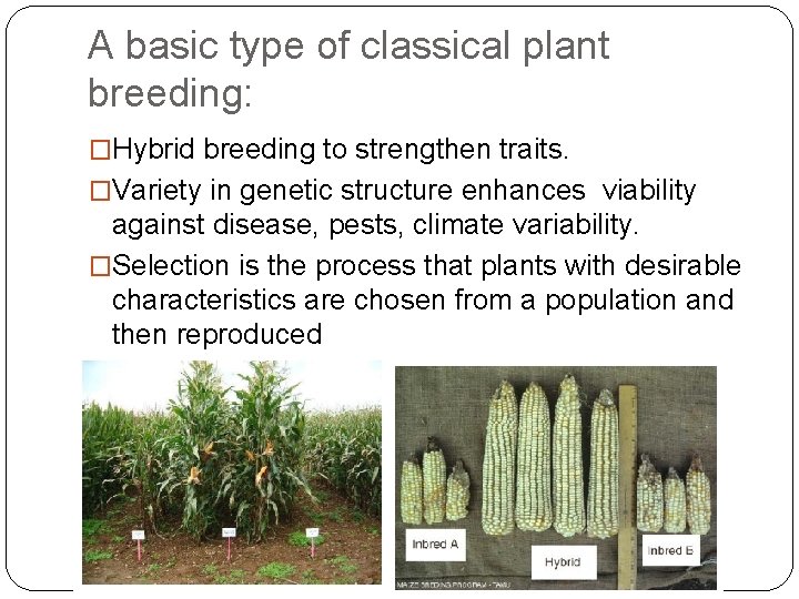 A basic type of classical plant breeding: �Hybrid breeding to strengthen traits. �Variety in