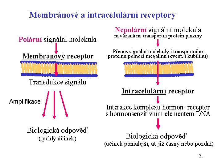 Membránové a intracelulární receptory Nepolární signální molekula Polární signální molekula Membránový receptor navázaná na