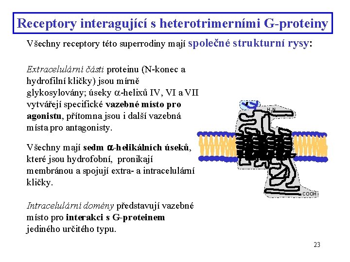 Receptory interagující s heterotrimerními G-proteiny Všechny receptory této superrodiny mají společné Extracelulární části proteinu