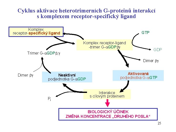 Cyklus aktivace heterotrimerních G-proteinů interakcí s komplexem receptor-specifický ligand Komplex receptor-specifický ligand GTP Komplex