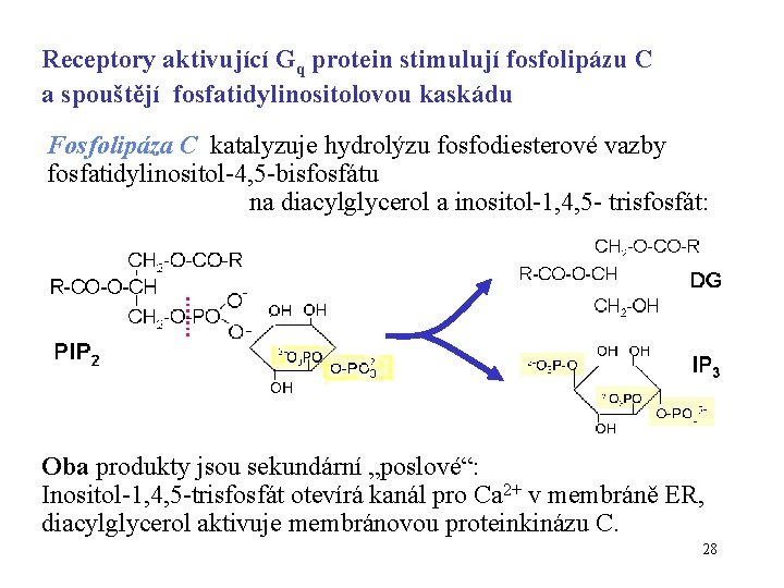 Receptory aktivující Gq protein stimulují fosfolipázu C a spouštějí fosfatidylinositolovou kaskádu Fosfolipáza C katalyzuje