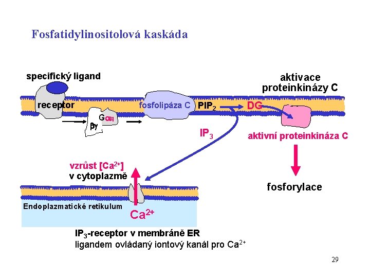 Fosfatidylinositolová kaskáda specifický ligand receptor aktivace proteinkinázy C fosfolipáza C PIP 2 DG G