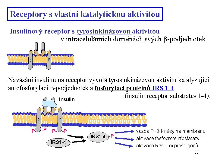 Receptory s vlastní katalytickou aktivitou Insulinový receptor s tyrosinkinázovou aktivitou v intracelulárních doménách svých