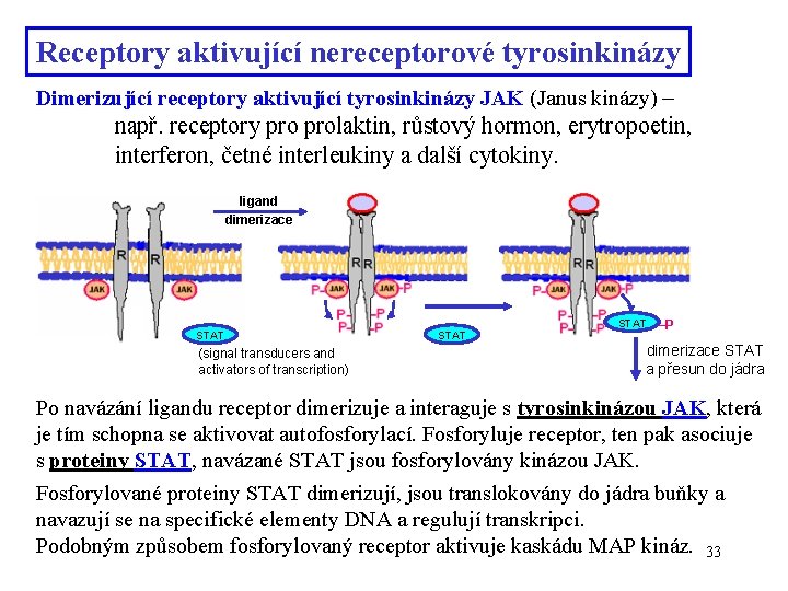 Receptory aktivující nereceptorové tyrosinkinázy Dimerizující receptory aktivující tyrosinkinázy JAK (Janus kinázy) – např. receptory
