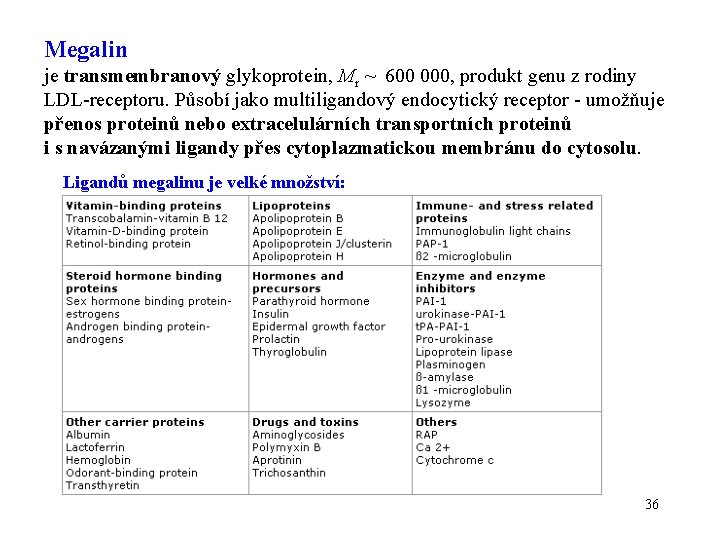 Megalin je transmembranový glykoprotein, Mr ~ 600 000, produkt genu z rodiny LDL-receptoru. Působí