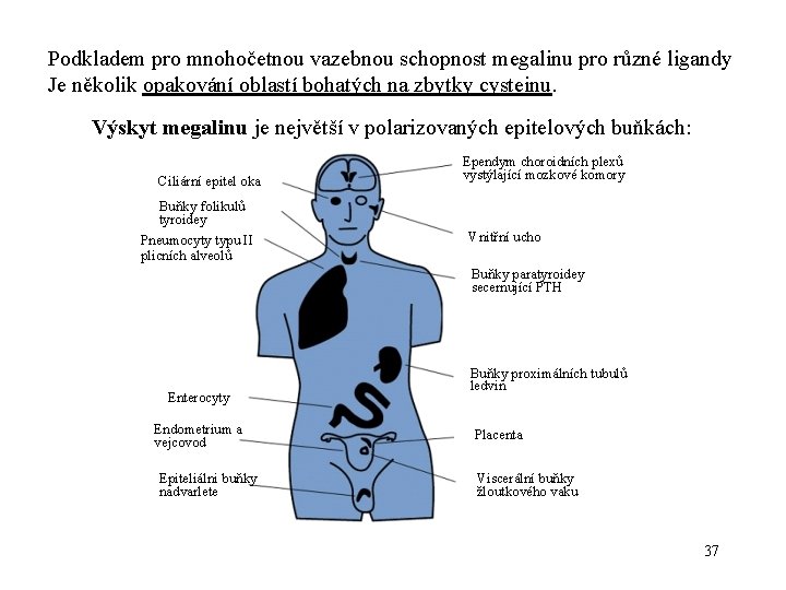 Podkladem pro mnohočetnou vazebnou schopnost megalinu pro různé ligandy Je několik opakování oblastí bohatých