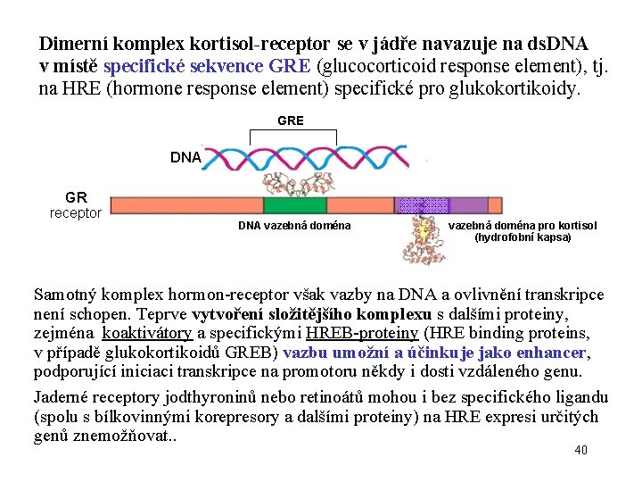 Dimerní komplex kortisol-receptor se v jádře navazuje na ds. DNA v místě specifické sekvence