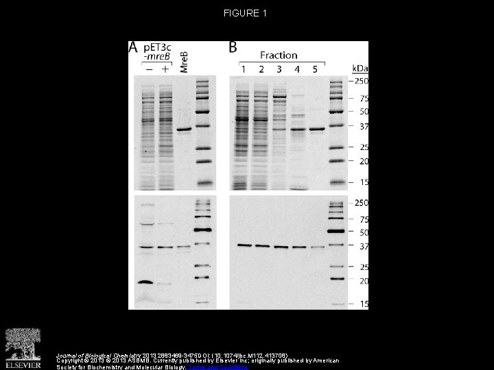 FIGURE 1 Journal of Biological Chemistry 2013 2883469 -3475 DOI: (10. 1074/jbc. M 112.