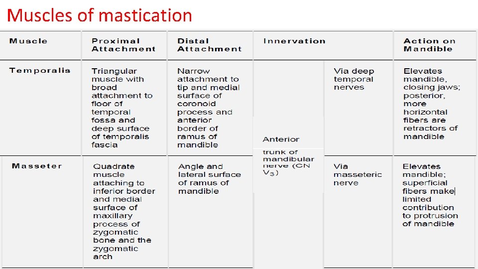 Muscles of mastication 