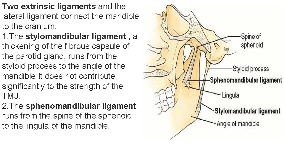 Two extrinsic ligaments and the lateral ligament connect the mandible to the cranium. 1.