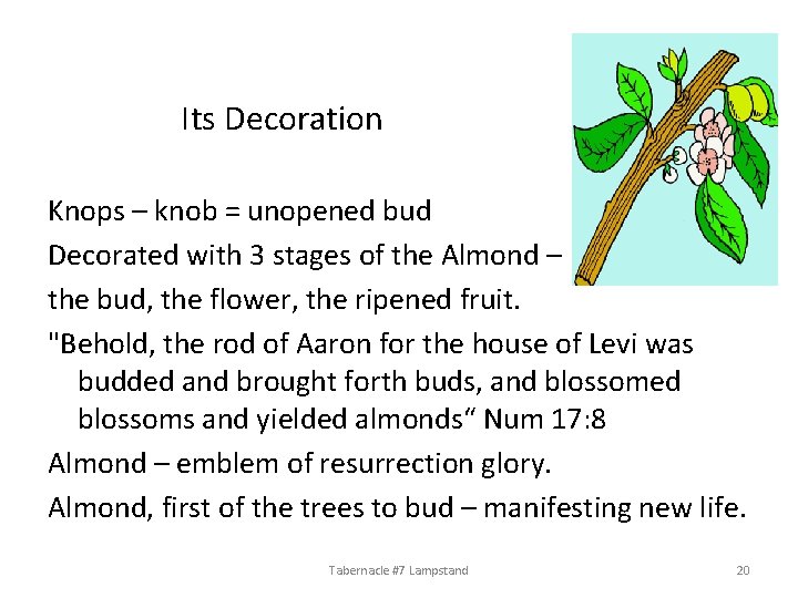 Its Decoration Knops – knob = unopened bud Decorated with 3 stages of the