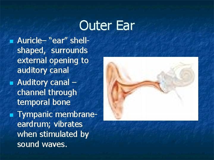 Outer Ear Auricle– “ear” shellshaped, surrounds external opening to auditory canal Auditory canal –