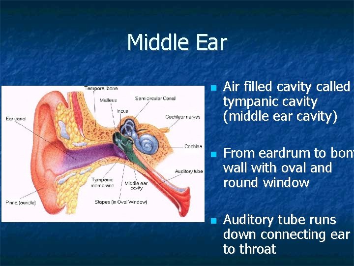 Middle Ear Air filled cavity called tympanic cavity (middle ear cavity) From eardrum to