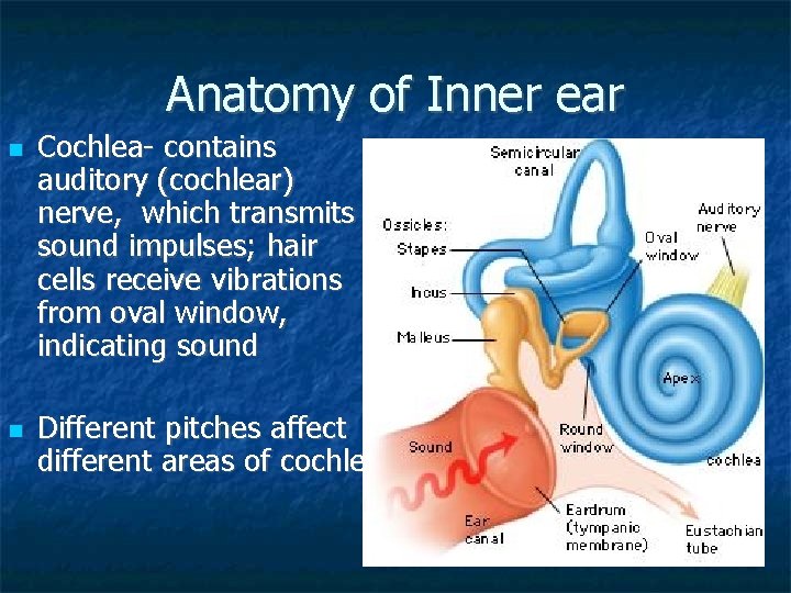 Anatomy of Inner ear Cochlea- contains auditory (cochlear) nerve, which transmits sound impulses; hair Anatomy of Inner ear Cochlea- contains auditory (cochlear) nerve, which transmits sound impulses; hair