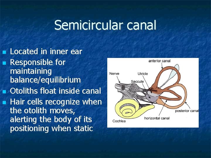 Semicircular canal Located in inner ear Responsible for maintaining balance/equilibrium Otoliths float inside canal Semicircular canal Located in inner ear Responsible for maintaining balance/equilibrium Otoliths float inside canal