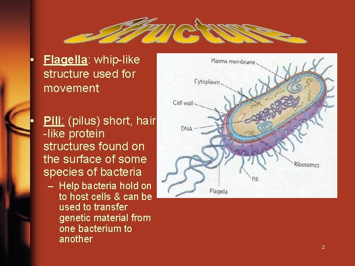  • Flagella: whip-like structure used for movement • Pili: (pilus) short, hair -like