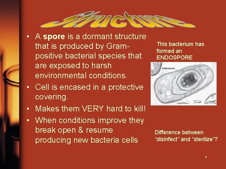 • A spore is a dormant structure that is produced by Grampositive bacterial