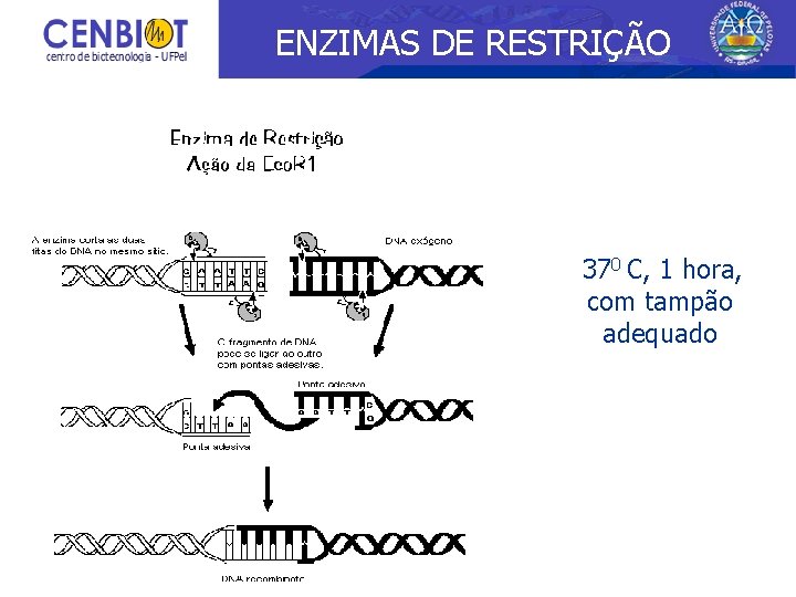 ENZIMAS DE RESTRIÇÃO 370 C, 1 hora, com tampão adequado 