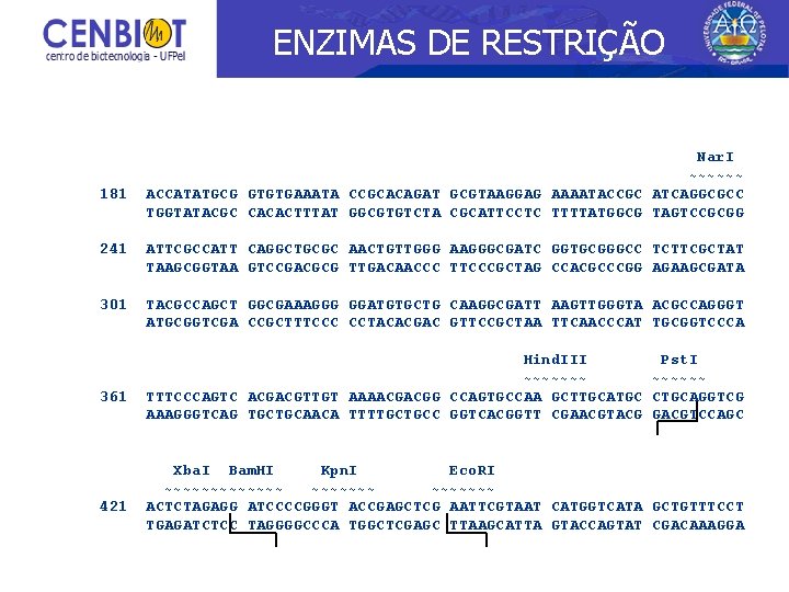 ENZIMAS DE RESTRIÇÃO 181 Nar. I ~~~~~~ ACCATATGCG GTGTGAAATA CCGCACAGAT GCGTAAGGAG AAAATACCGC ATCAGGCGCC TGGTATACGC