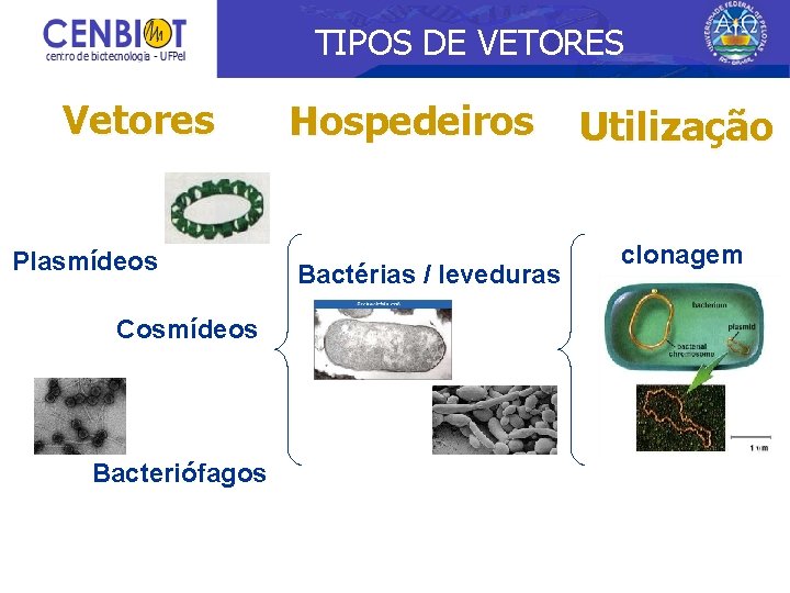 TIPOS DE VETORES Vetores Plasmídeos Cosmídeos Bacteriófagos Hospedeiros Bactérias / leveduras Utilização clonagem 