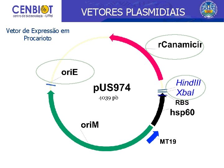 VETORES PLASMIDIAIS Vetor de Expressão em Procarioto 