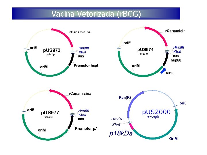 Vacina Vetorizada (r. BCG) 