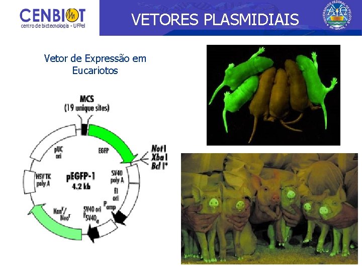 VETORES PLASMIDIAIS Vetor de Expressão em Eucariotos 