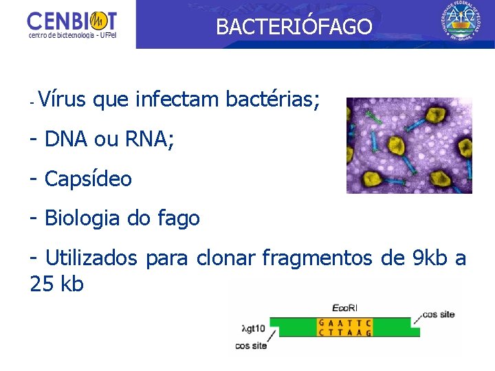 BACTERIÓFAGO - Vírus que infectam bactérias; - DNA ou RNA; - Capsídeo - Biologia