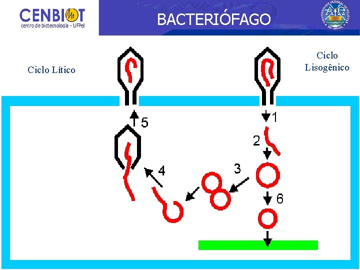 BACTERIÓFAGO Ciclo Lítico Ciclo Lisogênico 