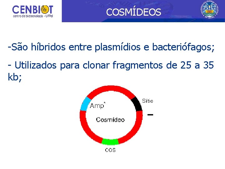 COSMÍDEOS -São híbridos entre plasmídios e bacteriófagos; - Utilizados para clonar fragmentos de 25