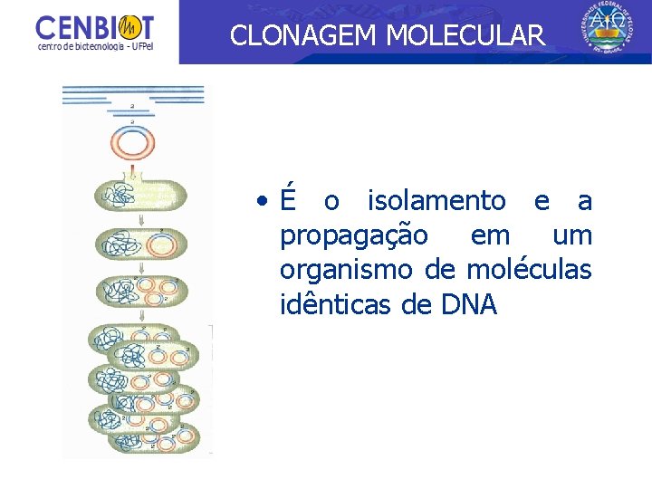 CLONAGEM MOLECULAR • É o isolamento e a propagação em um organismo de moléculas