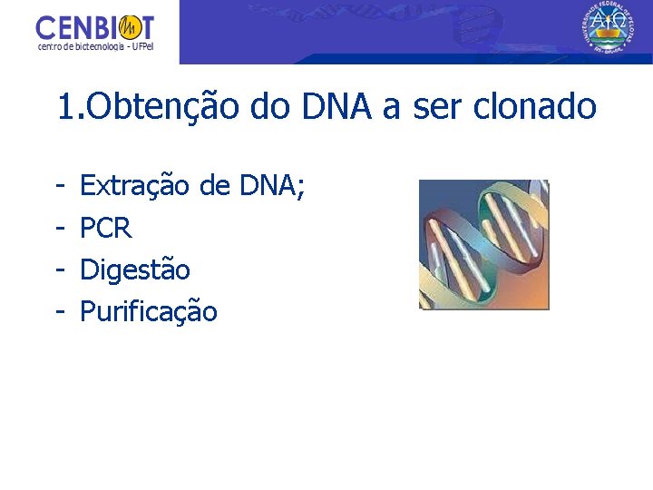 1. Obtenção do DNA a ser clonado - Extração de DNA; PCR Digestão Purificação