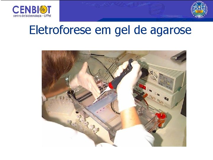 Eletroforese em gel de agarose 