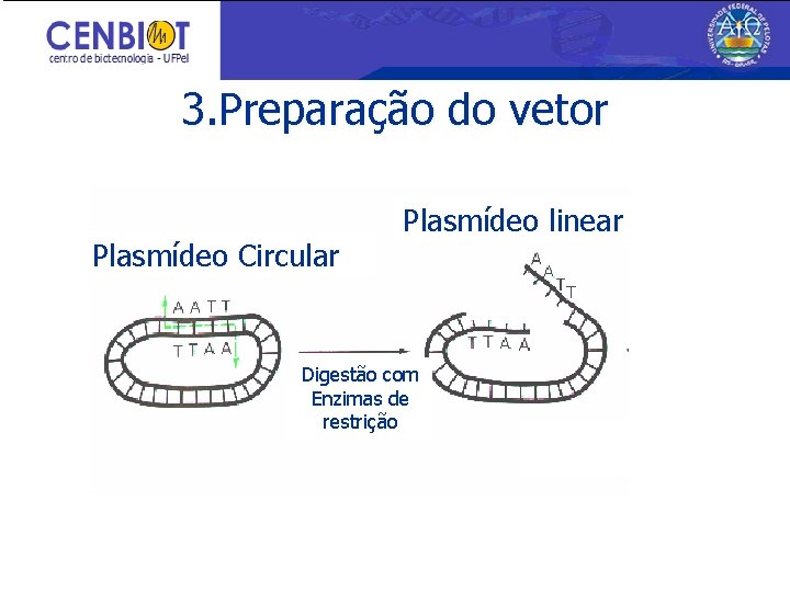 3. Preparação do vetor • Digestão • Purificação Plasmídeo Circular Plasmídeo linear Digestão com