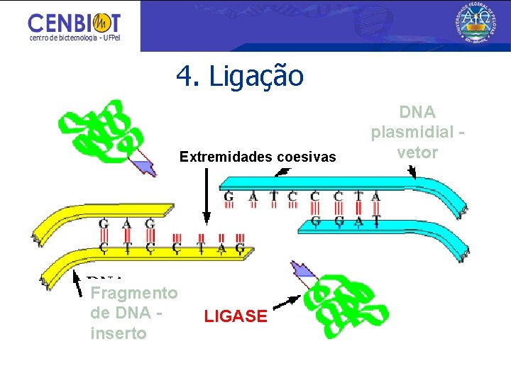 4. Ligação Extremidades coesivas Fragmento de DNA inserto LIGASE DNA plasmidial vetor 