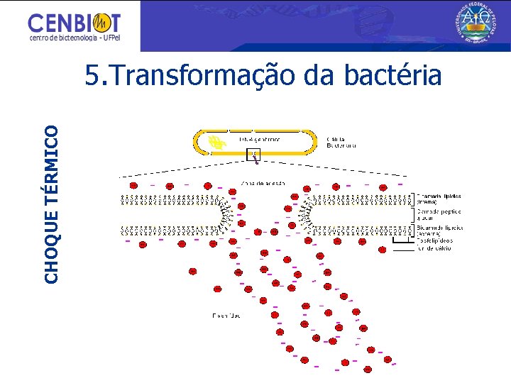 CHOQUE TÉRMICO 5. Transformação da bactéria 