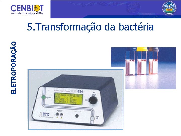 ELETROPORAÇÃO 5. Transformação da bactéria 