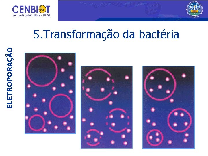 ELETROPORAÇÃO 5. Transformação da bactéria 