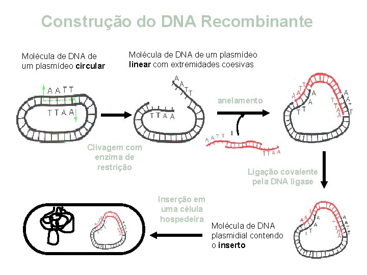 Construção do DNA Recombinante Molécula de DNA de um plasmídeo circular Molécula de DNA