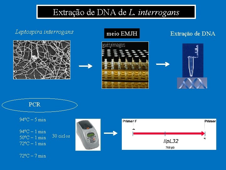 Extração de DNA de L. interrogans Leptospira interrogans PCR 94ºC – 5 min 94ºC