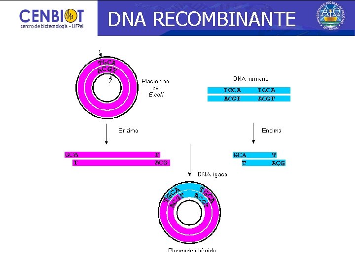 DNA RECOMBINANTE 