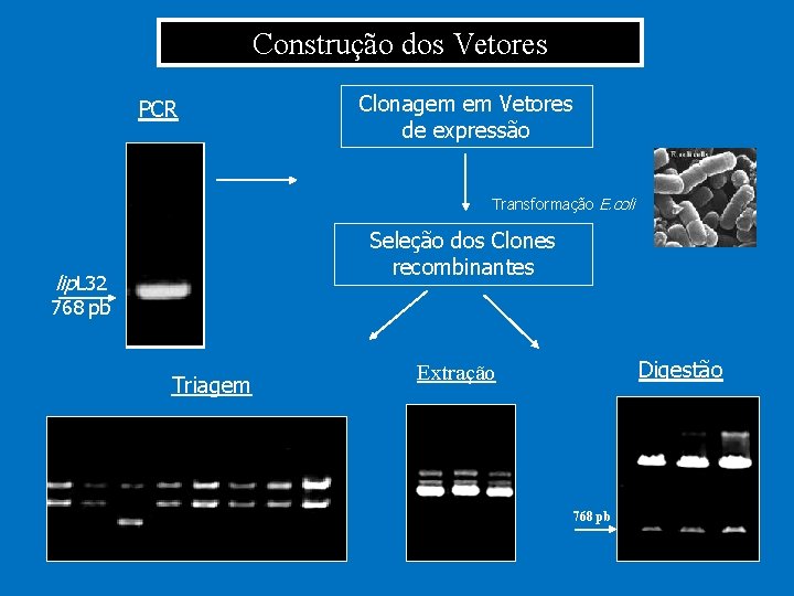 Construção dos Vetores PCR Clonagem em Vetores de expressão Transformação E. coli Seleção dos