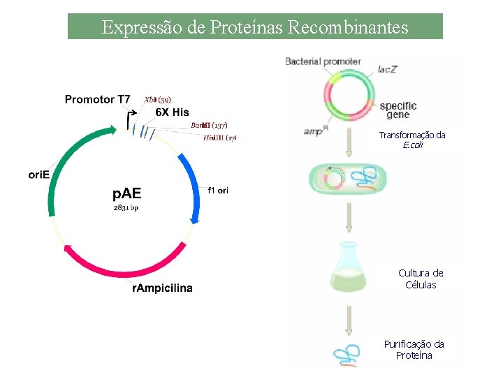 Expressão de Proteínas Recombinantes Transformação da E. coli Cultura de Células Purificação da Proteína