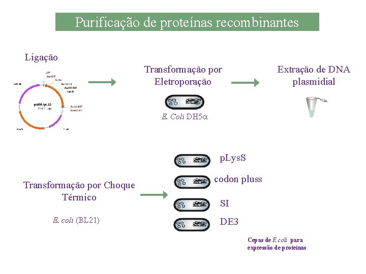 Purificação de proteínas recombinantes Ligação Transformação por Eletroporação Extração de DNA plasmidial E. Coli